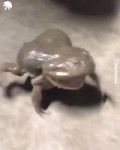 toad.mp4