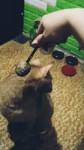 1503749323390.webm