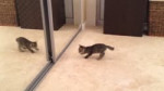 1485658726956.webm