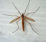 cranefly1.jpg