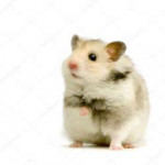 depositphotos10862496-stock-photo-hamster.jpg