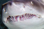 animals-SandTigerShark-slide4-web.jpg