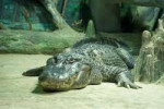 Alligatormississippiensis.jpg