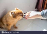 dog-licks-feet-PDYN9H.jpg