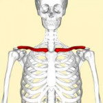 267px-Clavicle-anteriorview.png