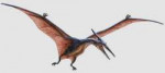 pterodaktil3305074245.jpg