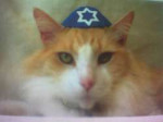 jewcat.jpg