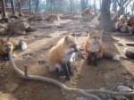 FoxVillage19.jpg