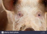 portrait-of-a-pigs-face-KW03EG.jpg