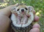hedgehogs41.jpg