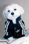 adidas-dog-track-suit