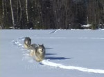 Wolves, Wolf Running In Snow.webm