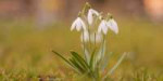 snowdrop-21693021280-560x280.jpg