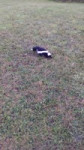 Skunk attack.mp4