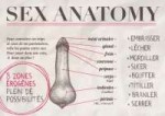 Sex-Anatomy.jpg
