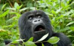 Удивлённая горилла.jpg