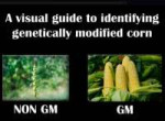 GMO corn.png