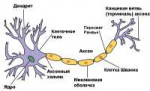 neuronstructure600.png