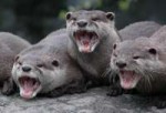 laughing-otters-1408610.jpg