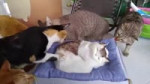 spa.mp4