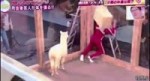 vgif-ru-27367.mp4