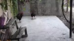футбольчик.webm