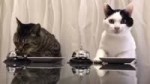 15219272340351.webm
