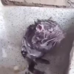 Rat washing itself.mp4