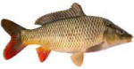 carp.jpg