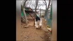 15155873289452.webm