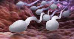 spermatozoid-800x429-801.jpg