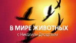 Цскал -- в мире животных.webm