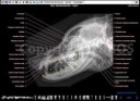 dog-x-ray-skull-head-vet-anatomy-imaios-enmedical512.jpg