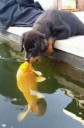 dog-kissing-fish-photoshop-battle-1-1.jpg