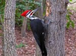 pileated-woodpecker-male1421web1.jpg
