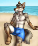 coy1a1534830179.draylenvallhunddraylenbeachsprawlshorts.png