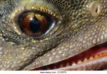 portrait-of-tuatara-north-island-new-zealand-ey5ep0.jpg