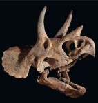 triceratops-skull.jpg