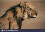 lion-panthera-leo-portrait-lateral-old-and-sick-male-lion-w[...].jpg