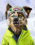 fit9e1495903853.rascheln2017-05-25skidogs.jpeg