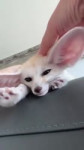 A-cute-little-fennec-getting-some-head-scritches.mp4