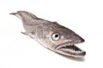 16461753-hake-fish.jpg