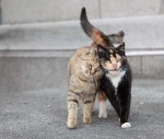Two-cats-in-love-Sweet-Animal-Love-05.jpg