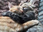 cats-kissing-in-love-louie-luna-6-1.jpg