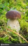 depositphotos166699336-stock-photo-mushroom-boletus-looks-b[...].jpg
