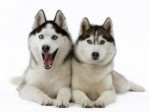 Siberian-Huskies-dogs-17473305-1024-768.jpg