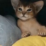 catism[2].gif