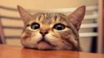Funny-Cat-Jokes2[1].jpg