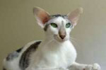 Oriental-cat-4.jpg