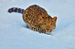 снег-48-леопард.jpg